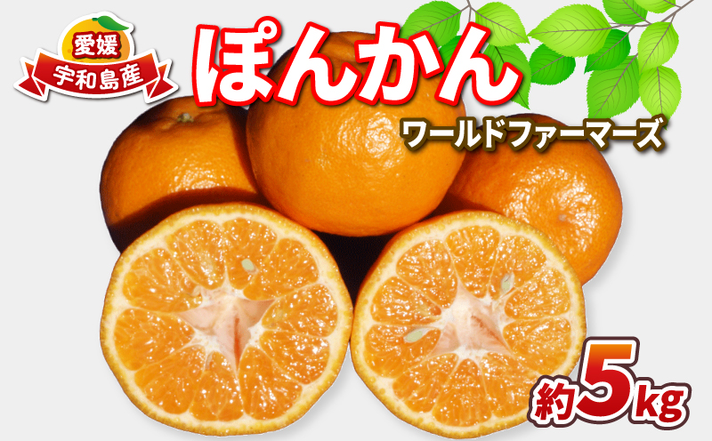 ぽんかん 5kg ワールドファーマーズ 先行予約 ポンカン みかん mikan 愛媛ミカン 愛媛蜜柑 愛媛みかん 果物 くだもの フルーツ 柑橘 甘い ジューシー 果肉 みかん 蜜柑 数量限定 産地直