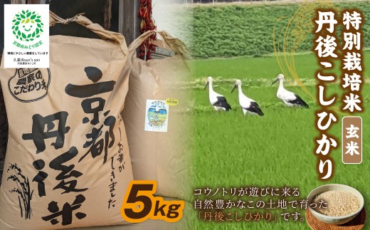 10月発送：【先行予約】令和8年産 丹後こしひかり 玄米5kg 【特別栽培米】新米　お米 米 ご飯 ごはん 玄米 京都 京丹後 産地 コシヒカリ　KU00078_10