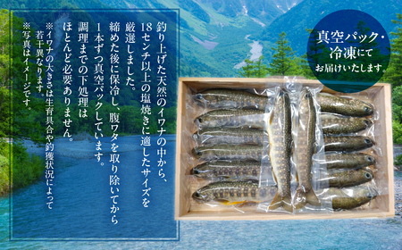 白川村産 天然岩魚 イワナ 10尾 18cm以上 岩魚 天然 いわな イワナ 魚 川魚 BBQ バーベキュー アウトドア 岐阜県 白川郷 世界遺産 塩焼き 20000円 [S804]