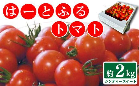 トマト 中玉 2kg シンディースイート はーとふるトマト トマト とまと トマト とまと