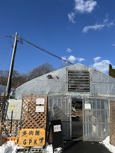 多肉植物 おまかせ 5個 セット 【多肉屋GPK】／ インテリア インテリア植物 おしゃれインテリア オシャレ おしゃれ 多肉 観葉植物 植物 おまかせセット 人気 高評価 贈答 贈り物 趣味 ギフト
