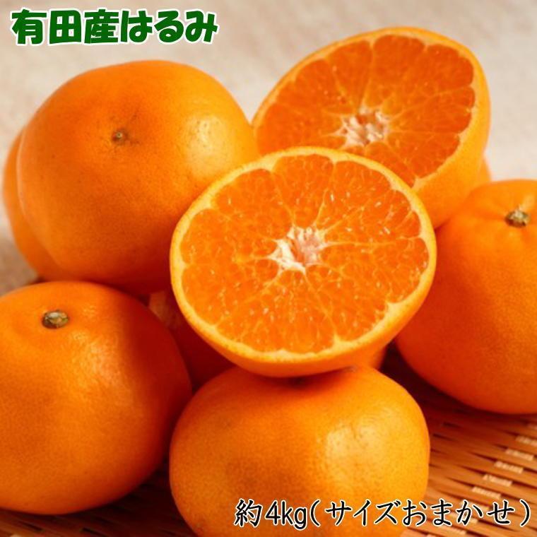 【ふるさと納税】［厳選・濃厚］紀州有田産のはるみ約4kg(サイズおまかせ) ★2026年1月下旬頃より順次発送［TM27］ | 和歌山 返礼品 支援 お取り寄せ ご当地 みかん ミカン はるみ 特産品 名産品 果物 くだもの フルーツ 柑橘 果実 食品 食べ物 楽天ふるさと 農産物