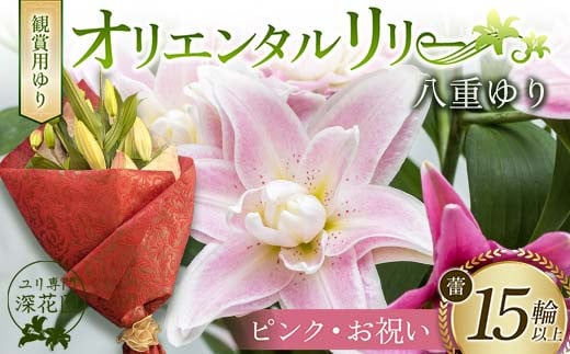 ユリ専門＜深花園＞観賞用ゆり オリエンタルリリー 八重ゆり ＜ピンク・お祝い＞ 蕾15輪以上 F23R-955