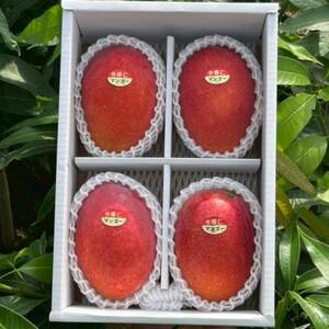 【2026年6月下旬から順次発送・贈答用】みなとばる農園の完熟アップルマンゴー2kg(3～6玉)【配送不可地域：離島】【1700018】