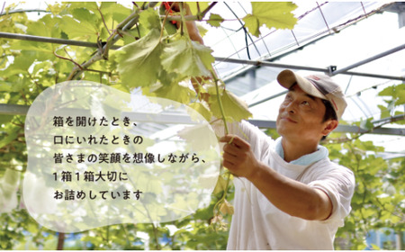 【きよとうファーム】大粒ぶどうの藤稔　お試し１房入　/房600g以上 (岡山県産)【KF-B088-02】