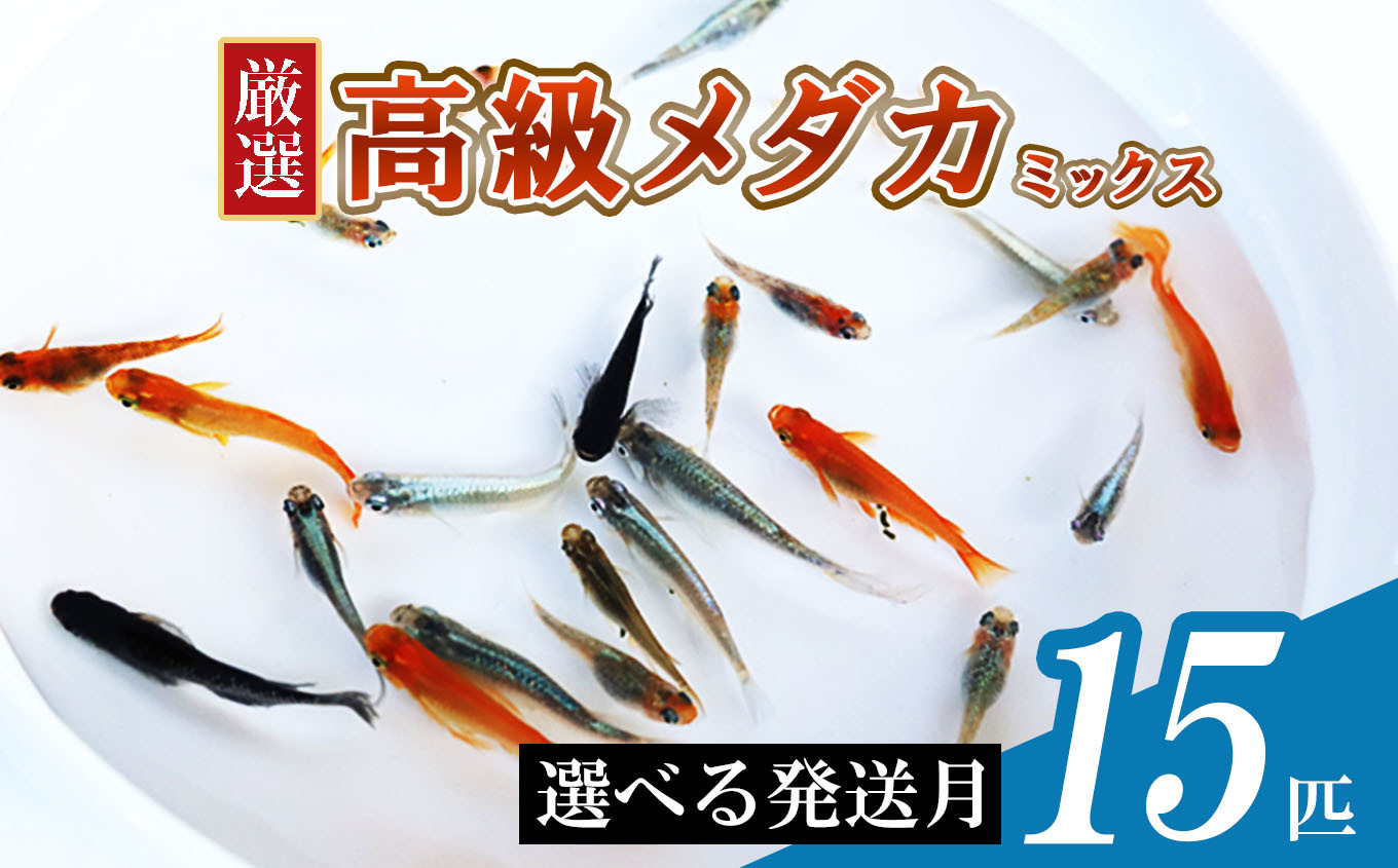 
メダカ ミックス 15匹 | めだか 混合 多種 多色 セット 選別 熱帯魚 ユリシス 楊貴妃 灯 琥珀 ブラック 黄金 暁 パンダ 鰭長 ひれなが 観賞魚 観賞用 観賞 飼育 金魚
