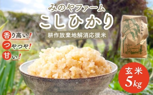 令和7年産新米 こしひかり 5ｋｇ（玄米） みのやファームの耕作放棄地解消応援米 【 コシヒカリ こしひかり おいしいお米 玄米 自然栽培 贈り物 ギフト 千葉県 御宿町 人気 おすすめ ランキング 】 ONJF006