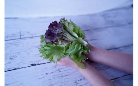 【定期便】カルシウム&ポリフェノールリッチレタスMix（毎月12ヶ月お届け）