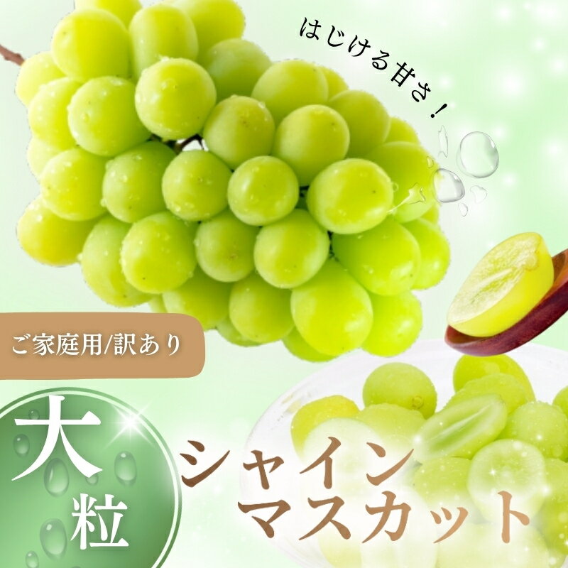 【ふるさと納税】【先行予約】【訳あり】 ご家庭用 シャインマスカット 約1.5kg（2～4房） NISSHOKU FARM 【2025年9月下旬～12月頃より順次発送予定】 / 甘い 岡山 訳アリ わけあり ぶどう ブドウ 葡萄 シャインマスカット 先行予約 フルーツ 果物 特選 真庭市 フルーツ王国