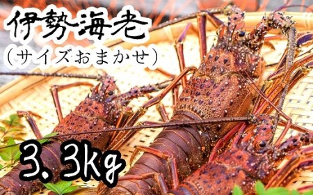 【先行受付】伊勢海老3.3kg（サイズおまかせ高知県産）※着日指定不可※【R00730】