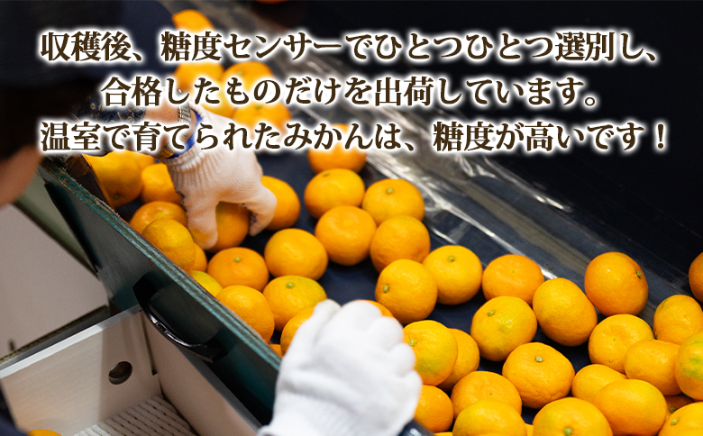 【2回定期便】山北温室みかん1.2kg Wku-0059