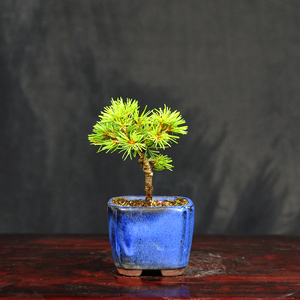 赤石の泉 赤石 五葉松（鉢植え） F-129【現品限り】【配送地限定】