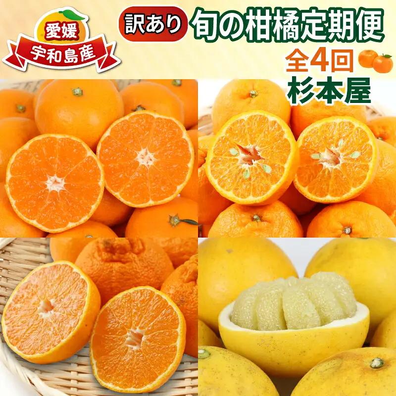 訳あり 旬 の 柑橘定期便 全4回 杉本屋 わけあり みかん定期便 完熟みかん 柑橘 みかん ポンカン 不知火 完熟 温州みかん 土佐文旦 文旦 ていきびん mikan 愛媛みかん愛媛ミカン 愛媛蜜柑 早生温州 温州 甘い 果物 フルーツ 柑橘 蜜柑 産地直送 数量限定 国産 愛媛 宇和島 B040-143024