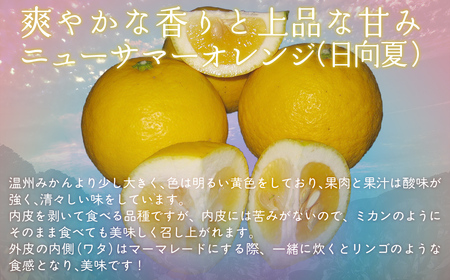 【栽培期間中農薬不使用】【先行受付】【数量限定】農園直送！愛媛県産ニューサマーオレンジ 5kg （2027年3月下旬頃より順次発送） IKTG009