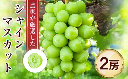 
            ＜ふるさと納税＞農家が厳選したシャインマスカット2房詰め合わせ_ 1.3kg 以上 フルーツ 果物 旬 ギフト プレゼント 贈り物 送料無料 ＜配送不可地域：離島＞【1236691】
          
