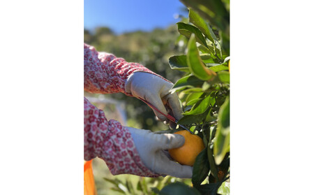 有田みかん LL 5kg ミカン選手権入賞 贈答用 乳酸菌栽培