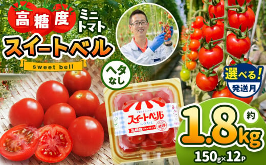 【2月発送】 高糖度 ミニトマト スイートベル （ ヘタなし ） 150g × 12P | 野菜 トマト ミニトマト プチトマト トマト 高糖度 トマト とまと 小分け 君津とまとガーデン 千葉 君津 きみつ