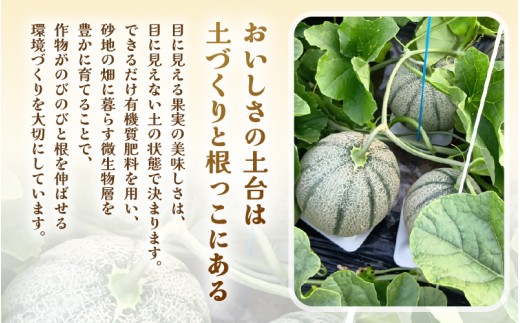 【先行予約】 マルセイユメロン (赤肉) 1玉 糖度15度以上 三里浜砂丘地産 糖度保証 【2026年6月上旬以降順次発送予定】 メロン めろん フルーツ デザート 果物 くだもの 果実 糖度 甘い 産地直送 国産 [A-22105]