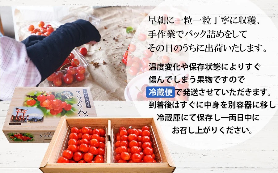 【令和8年産先行予約】さくらんぼ　佐藤錦 2L～Lサイズ混合 バラ詰め 1kg(500g×2P)　小林農園 さくらん坊