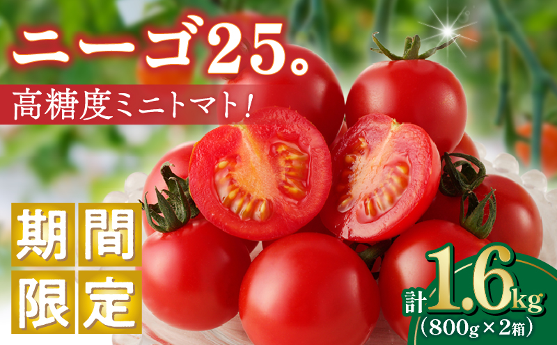 ≪期間限定≫高糖度ミニトマト『ニーゴ25。』(計1.6kg) ミニトマト 野菜 サラダ 国産_T040-0025