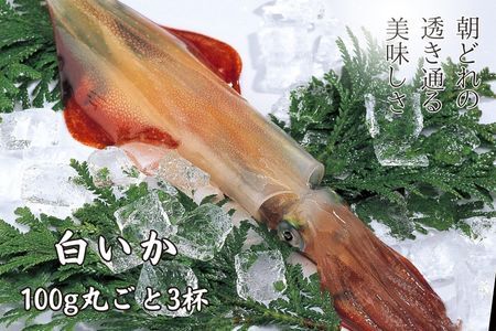 【高級白いか丸ごと 100g×3杯セット】ぷりぷり甘い高級白いかを朝どれ鮮度でお送りします! いか イカ 白いか ケンサキイカ 刺身 CAS CAS冷凍 父の日 母の日 バーベキュー ギフト