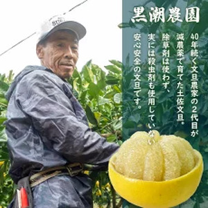 文旦 5kg 優品 2L～4L サイズ混合 2025年 2月 中旬から発送 みかん 柑橘 高知県 須崎市 (文旦 土佐文旦 ミカン 柑橘 分担 土佐  文旦 土佐文旦 みかん 柑橘 文旦 土佐   文