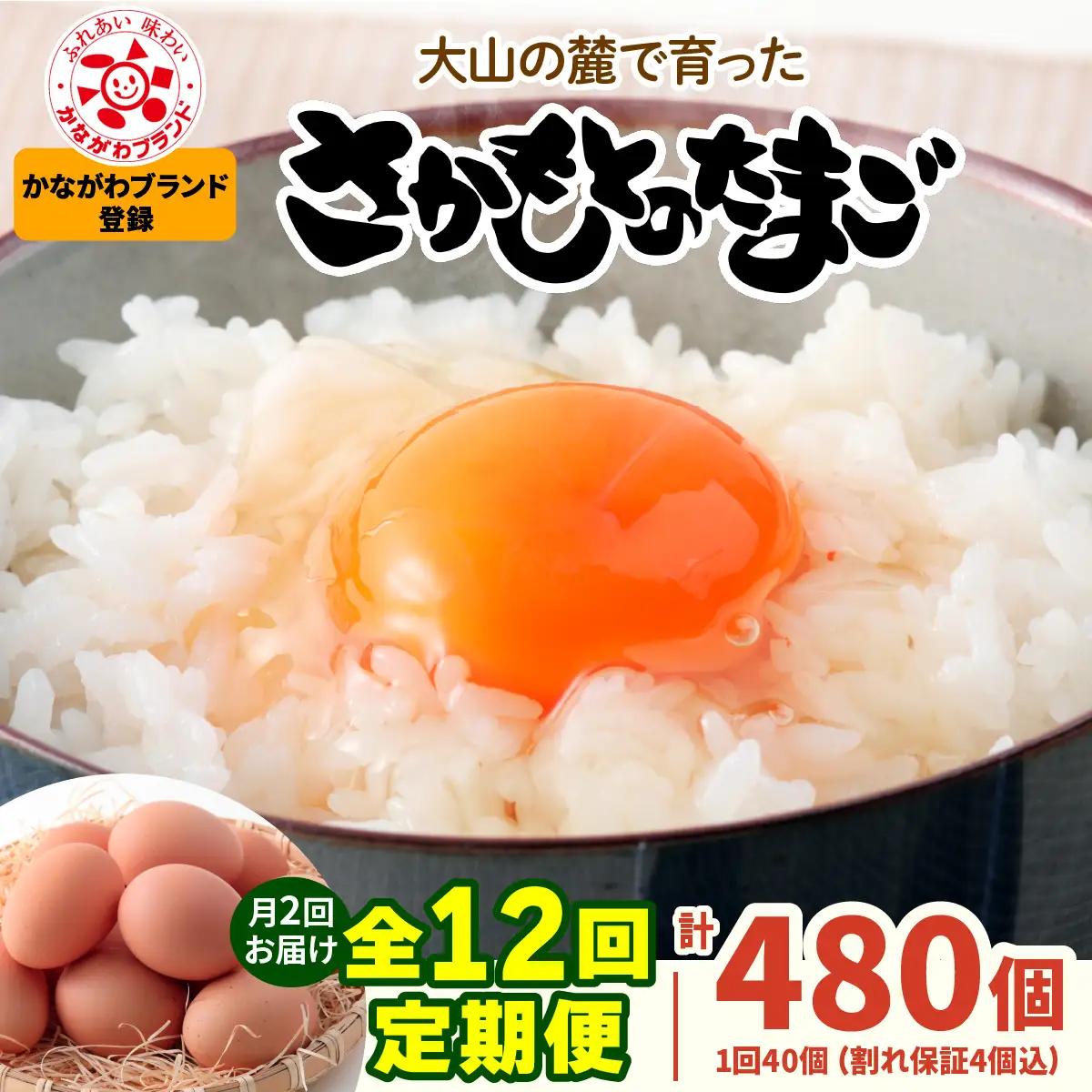 [定期便／6ヶ月×月2回 (全12回)]《初回は2026年5月下旬より発送》さかもとのたまご 40個 (36個＋割れ保証4個) 合計480個 [0931]