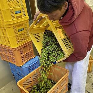 知多半島オリーブ＋イタリア EVオリーブオイル 2本 セット