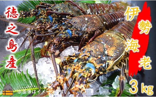 
2143【地魚専門店 鮮魚 魚一さん直送】～徳之島獲れ！伊勢海老～（約3kg）
