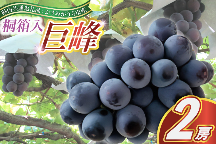 
            ＜2025年8月より順次発送予定＞巨峰　桐箱入り2房(県内共通返礼品:かすみがうら市産) (BR097)
          