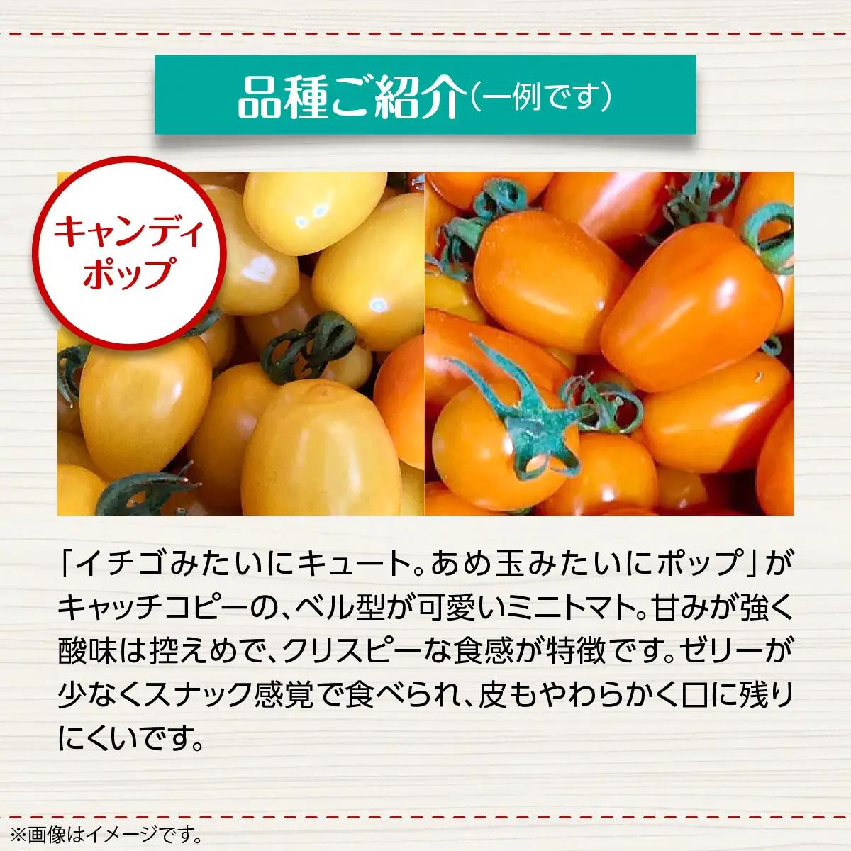 【ふるなびWEEK対象】＜2026年7月上旬よりお届け＞カラフルミニトマト約2.7kg 【農園直送】北海道壮瞥産 SBTO004