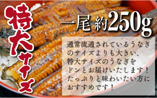 特大くしまの黒潮うなぎ蒲焼2尾（合計500g前後）_K023-007