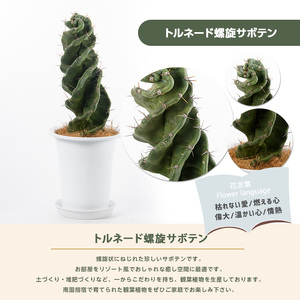 【観葉植物】トルネード 螺旋 サボテン 30cm～50cm Green Farm M IB075-003 観葉植物 ※北海道・沖縄・離島配送不可