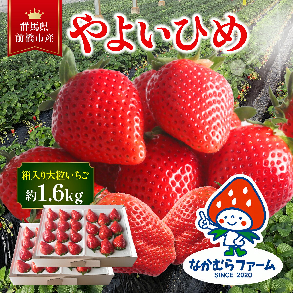【ふるさと納税】いちご『やよいひめ』約1.6kg（1,600g）　【群馬県いちご品評会入賞！】
