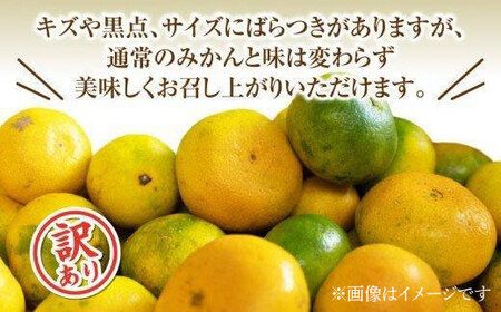 極早生 秋みかん 訳あり 約3kg みかん 早生 果物 フルーツ 柑橘 国産 みかん 蜜柑 ミカン オーガニック 西浦 沼津 静岡 自然農 