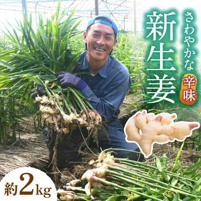【2026年8月-発送】 新生姜 約2kg [SBS016] 生姜
