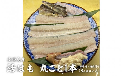 【先行予約】淡路島産活はも 丸ごと1本　3人前サイズ　酢味噌・梅肉付き　※2026年5月上旬より順次発送予定 / 国産 淡路島 ハモ 鱧 湯引き 天ぷら しゃぶしゃぶ 鍋 骨切り済