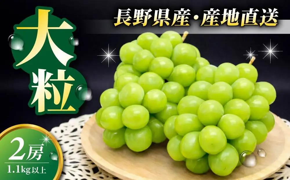 【2回定期便】シャインマスカットと地ビールの人気セット（シャインマスカット2房1.1kg以上とクラフトビール飲み比べ（3種20本））｜【JA信州うえだ／オラホビール】ぶどう 葡萄 大粒 果物 フルーツ