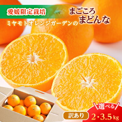 【ふるさと納税】【2025年発送】紅まどんなと同品種!愛媛果試28号 (2kg / 3.5kg)【訳あり】_ みかん ミカン 蜜柑 訳あり まごころまどんな 果物 くだもの フルーツ デザート おいしい 希少 甘い かんきつ 柑橘 柑橘類 【G1166250】