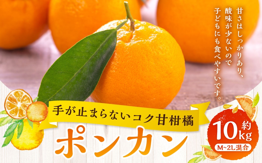
                  【 手が止まらないコク甘柑橘 】 ポンカン 約10kg みかん ミカン 柑橘 柑橘類 柑橘系 くだもの 果物 フルーツ 果実 果汁 果肉 国産 愛媛県産 【 2027年1月上旬～3月上旬発送予定 】 ( 1054 )
                