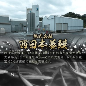 【無投薬にこだわったうなぎ】鹿児島県産　うなぎ蒲焼き　5尾セット 1651-1