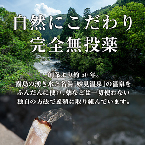 B-128-RT 霧島市育ちのあの「うなぎ」120～130g×3尾【田代水産】霧島市 鰻 ウナギ 蒲焼き 蒲焼 国産