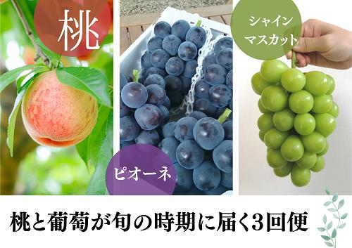 
KF-T001【きよとう】朝採り桃とピオーネ、シャインマスカットが届く3回便！（定期便）
