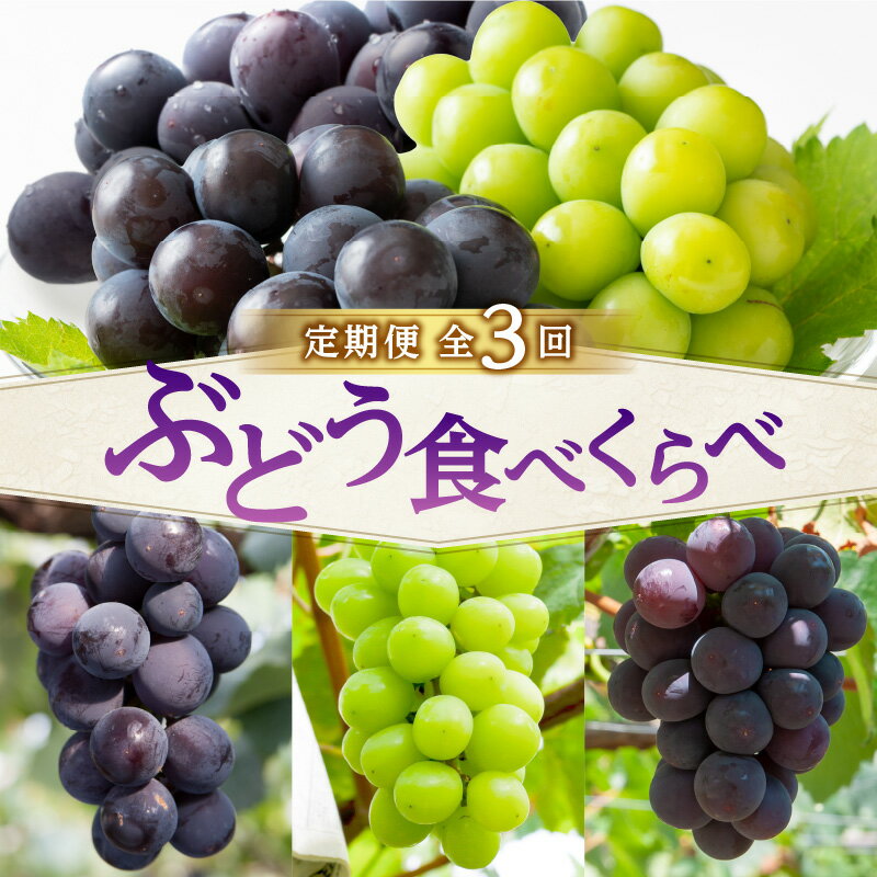【ふるさと納税】【先行予約】福岡ぶどう定期便【全3回】【JAふくおか】ぶどう食べ比べ便 各1.4kg（種なし巨峰、ピオーネ、シャインマスカット） フルーツ 果物 定期便