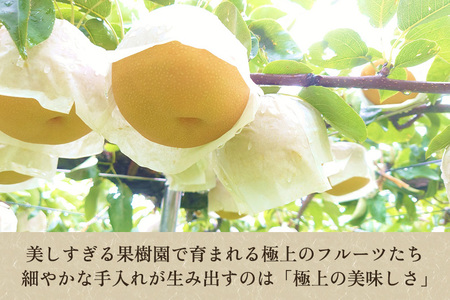 【2024年先行予約】 たかはし果樹園 謹製 新潟県産和梨 内容おまかせ詰め合わせ 約3kg《9月上旬以降配送》果物 フルーツギフト セット 秋の味覚 産地直送加茂市 たかはし果樹園