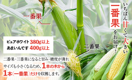 《令和6年発送 先行予約》北海道産 とうもろこし 食べ比べ ピュアホワイト5本＆あまいんです5本 朝採り 一番果 産地直送 数量限定 期間限定 NP1-174