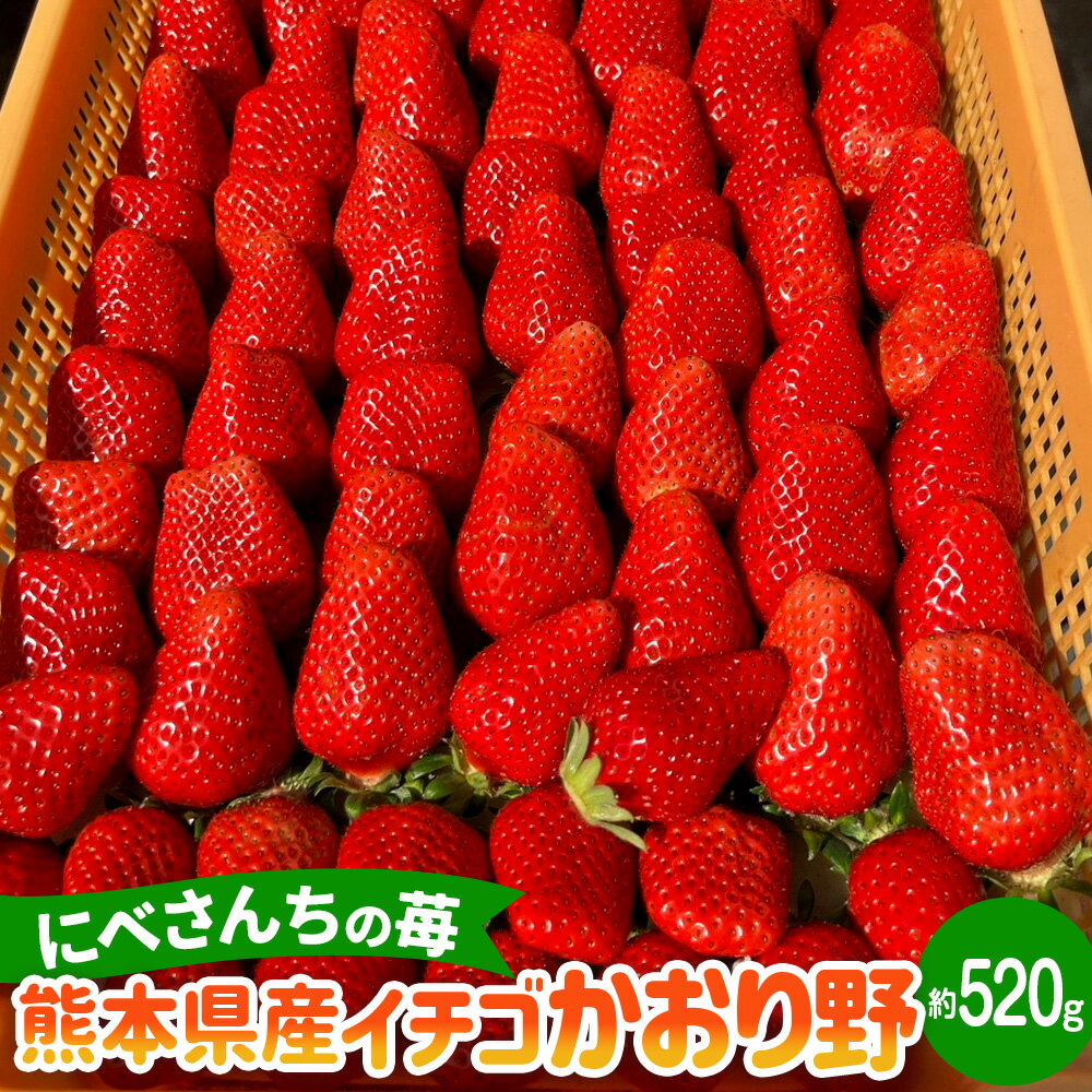 【ふるさと納税】にべさんちの苺 熊本県産 イチゴ かおり野 約520g 約260g(6～9玉)×2パック 苺 いちご フルーツ くだもの 果物 果実 冷蔵 九州 熊本県 送料無料 【2025年12月上旬発送開始】