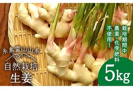 糸島産 生姜 5kg 自然栽培 糸島市 / 大石ファーム [ATE011]