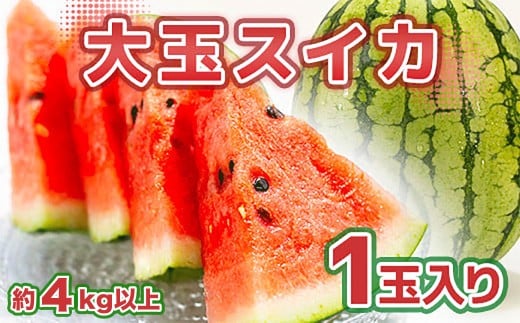 熊本市産 すいか 1玉 4kg以上 【2026年5月上旬～6月上旬迄発送予定】