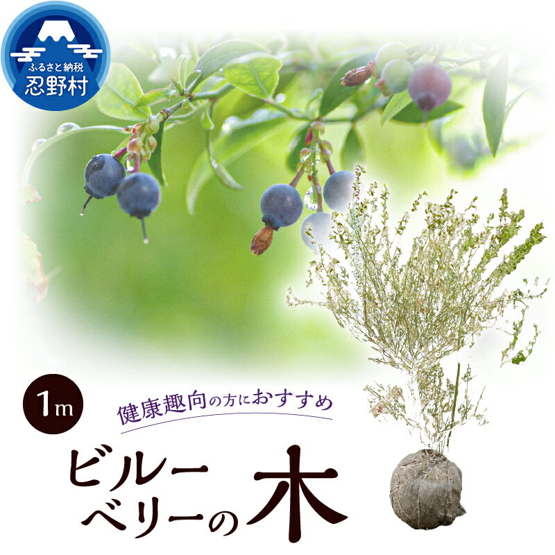 【ふるさと納税】ビルーベリーの木 家庭菜園 果樹木 ガーデニング 植木 苗 庭木 送料無料 山梨県 忍野村